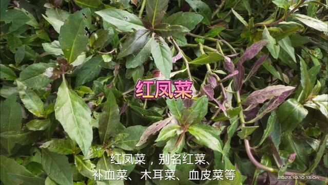 好吃又营养的红凤菜#你的家乡有这种植物吗