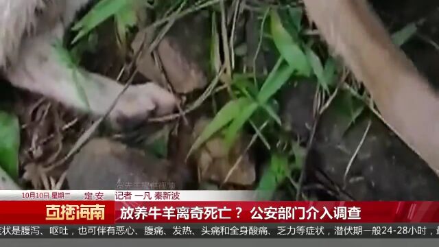 放养牛羊离奇死亡? 公安部门介入调查