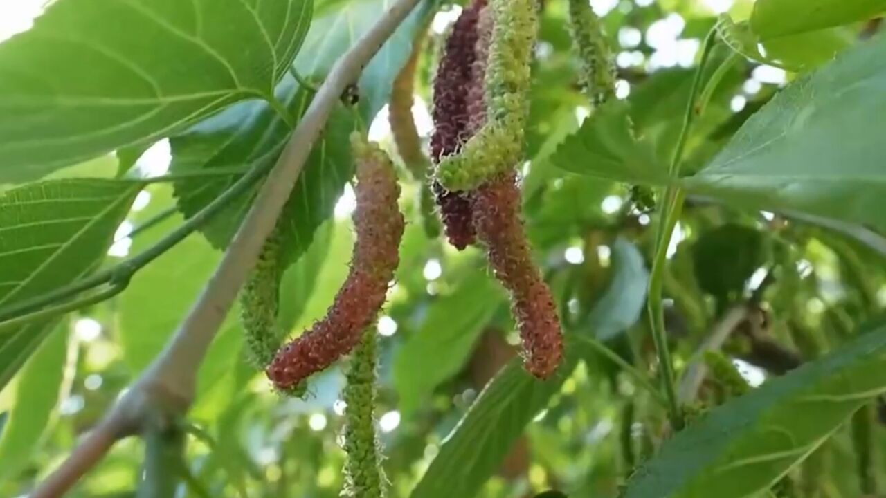 十几厘米长的桑葚,竟然上百元一斤,游客每天络绎不绝