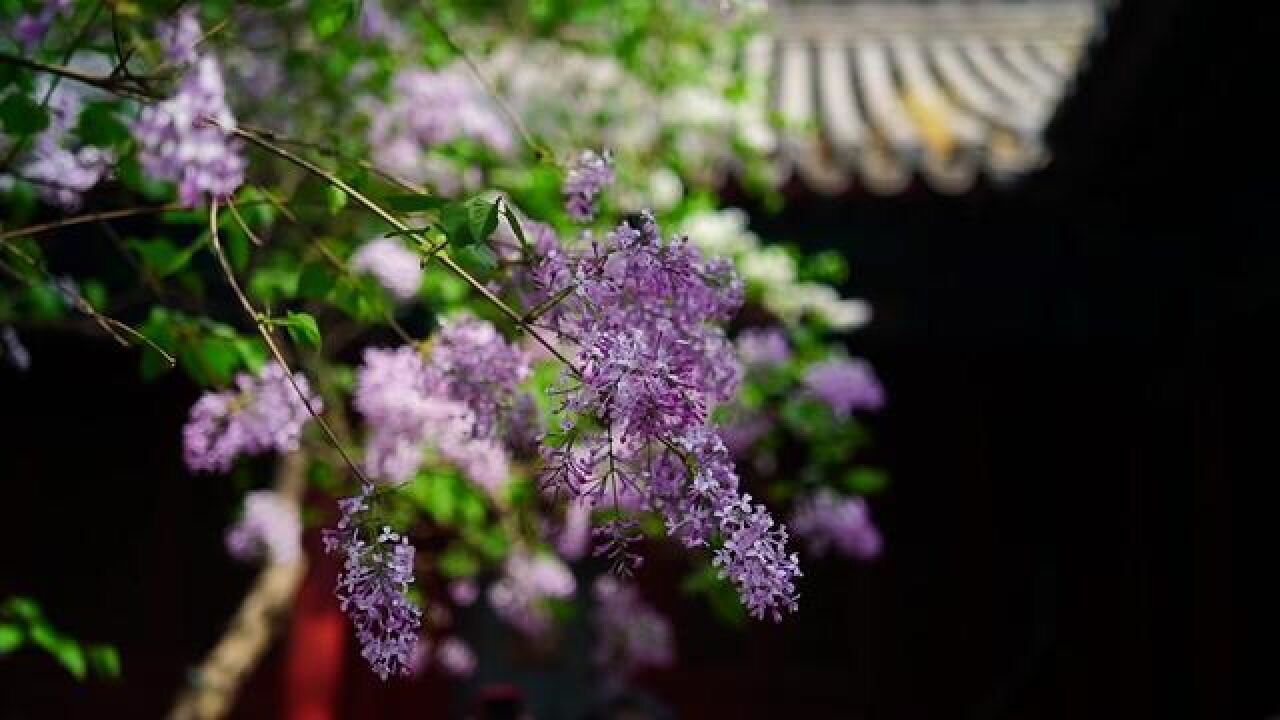 北京市,北京千年古刹法源寺丁香花盛放