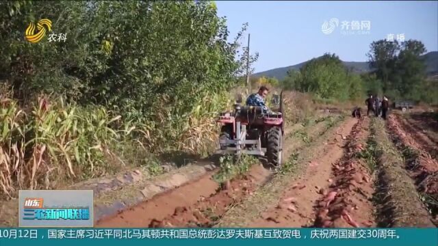 荣成埠柳镇:引导农民发展甘薯种植,小甘薯发展成为富民大产业