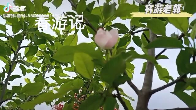 春游,日记