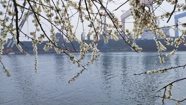 大连钻石湾桃花,太美了,这个春天打卡了吗