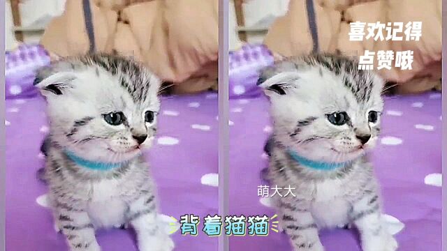 戏精小猫咪,每张都是表情包