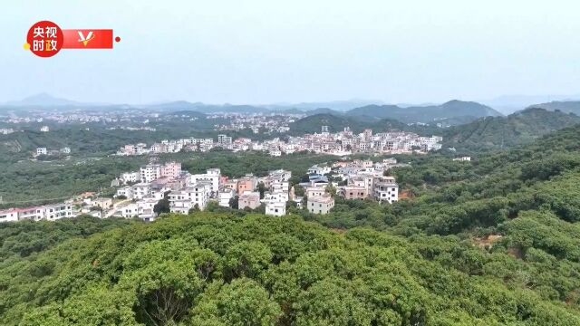 习近平在茂名市考察调研