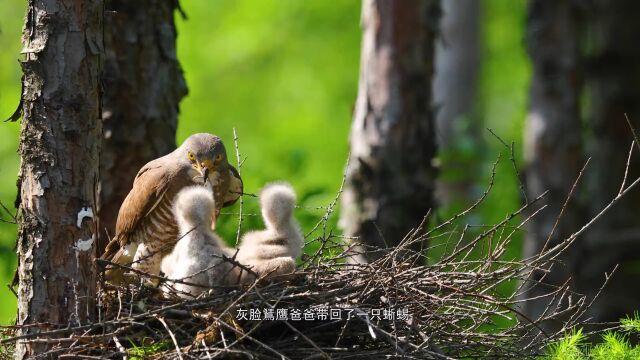 镜观长白 多样吉林 | 灰脸鵟鹰雨中暖雏