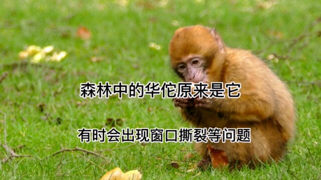 森林中的全能医生