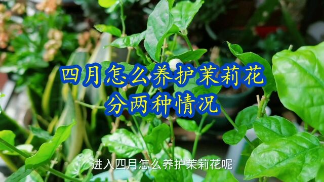 四月怎么养护茉莉花,分两种情况