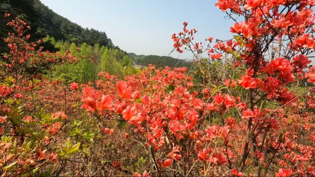 游玩黄山市歙县紫金山,小车直接开上去,观赏杜鹃花