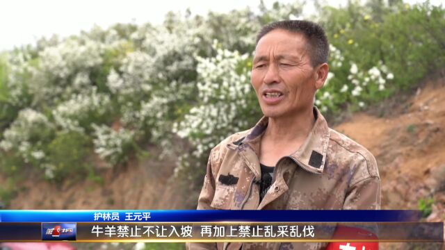 白鹃梅开花如海 漫山遍野似飞雪