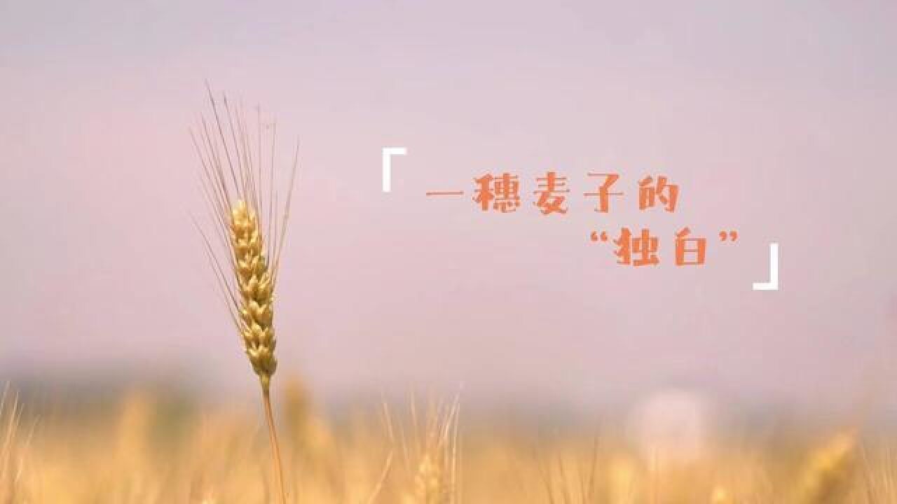 沧州消防新媒体作品一穗麦子的独白荣获年度优秀视频.