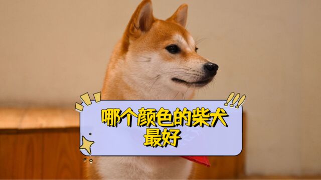 柴犬哪个颜色的最好?快来看看你最喜欢哪一种