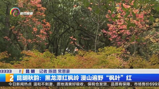 昆明秋韵:黑龙潭红枫岭 漫山遍野“枫叶”红