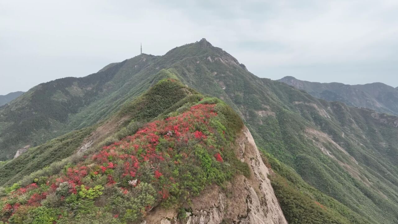 我在南岳拍春天丨悬在南岳峭壁上的“花中西施”