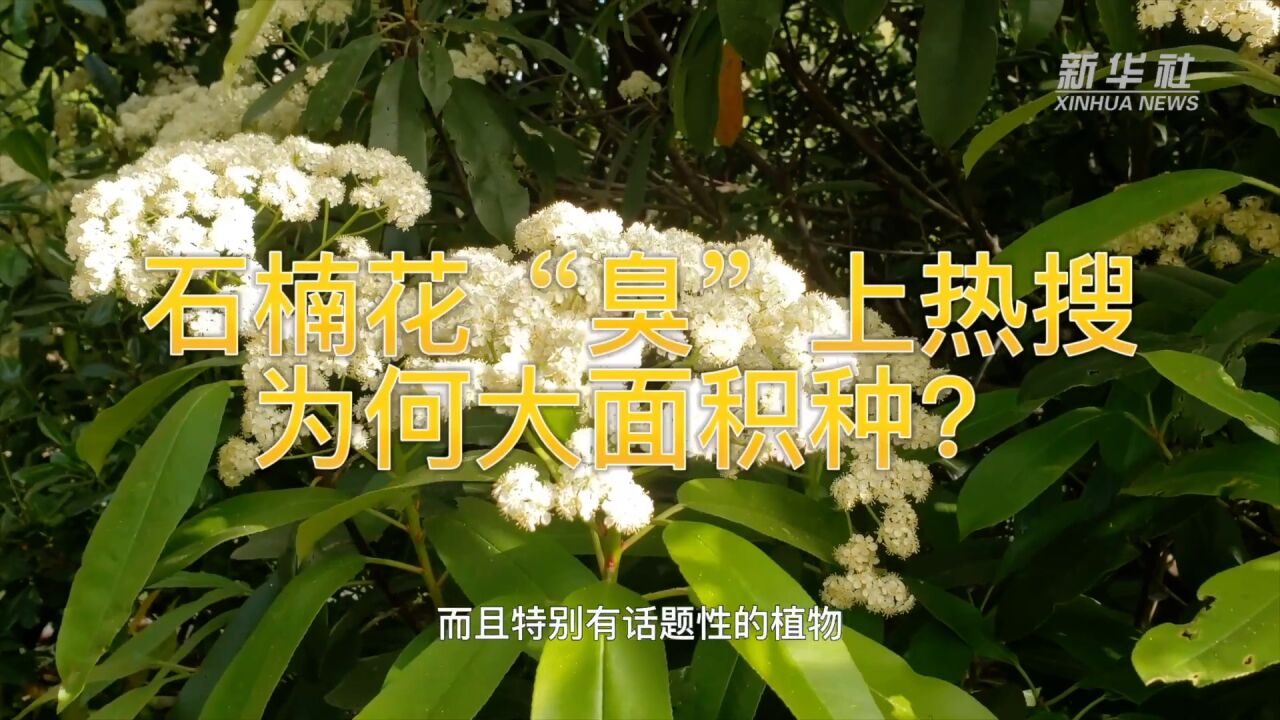 石楠花“臭”上热搜,为何大面积种?