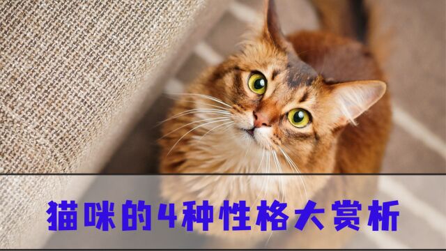 猫咪性格分析,是猫中之王还是傻白甜?