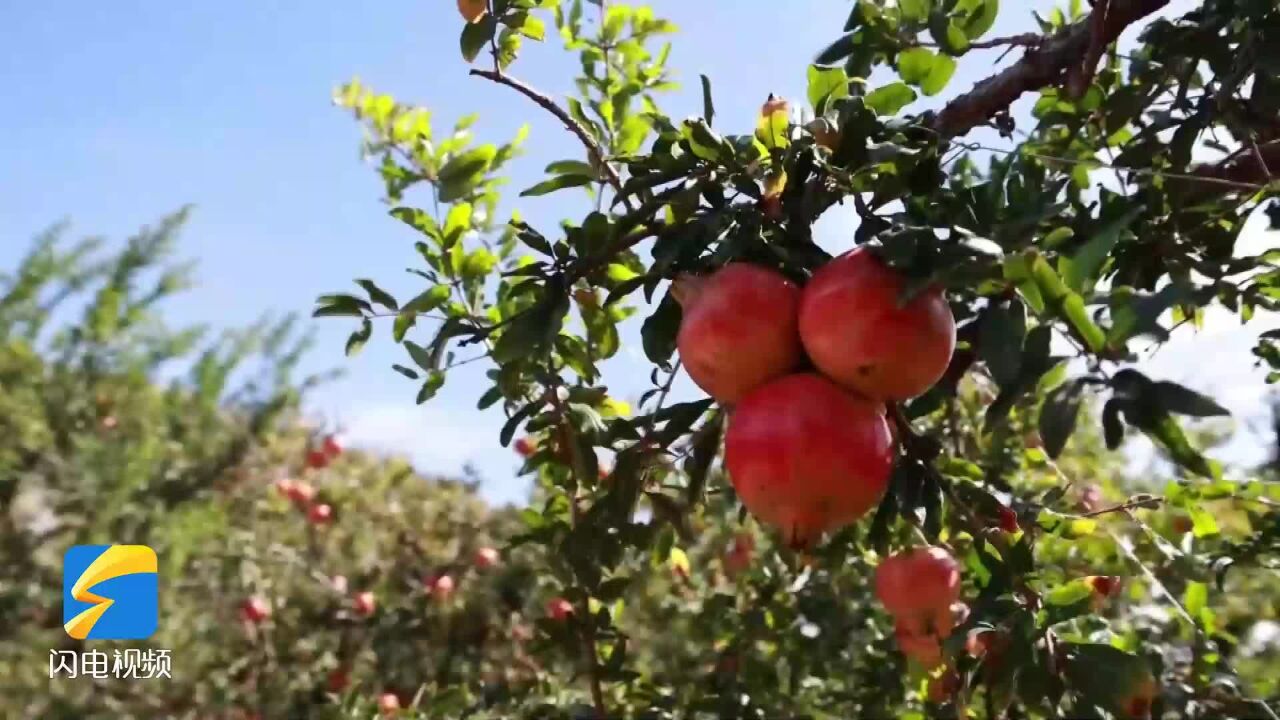 枣庄峄城万亩石榴成熟 似灯笼高挂红遍山野