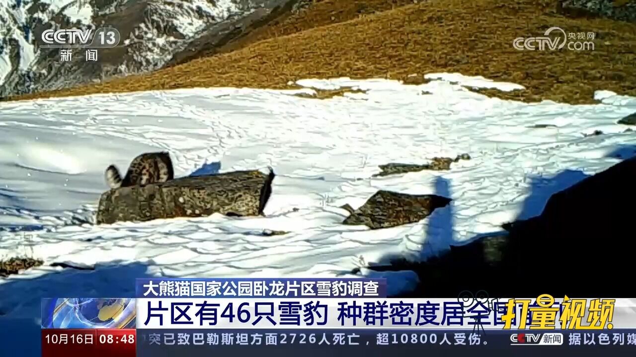 大熊猫国家公园卧龙片区:多种野生动物比邻而居,雪豹种群活力高