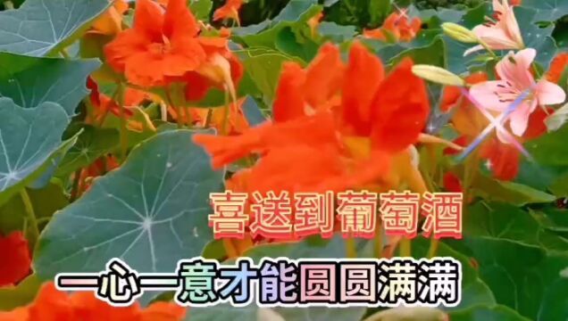 美丽的鲜花盛开美景欣赏,鲜花姹紫嫣红,百花齐放,美不胜收了!