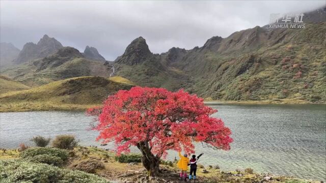 自带光芒!香格里拉红树火热“绽放”