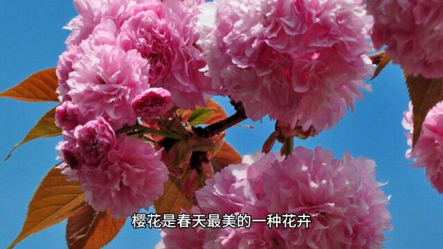 春天的盛宴,迎接樱花绽放的美丽时光!