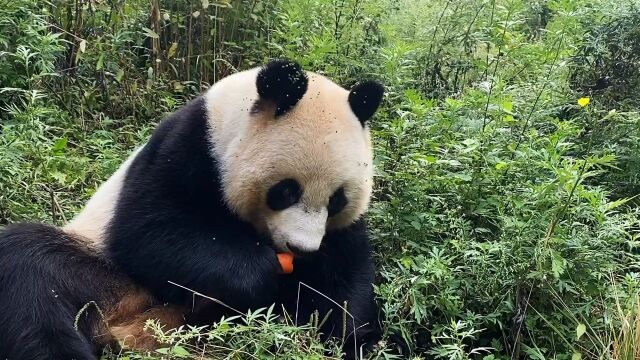 秋天的山里遍地是草籽