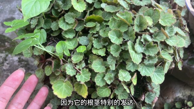 农村不起眼的“耳聋草”,想不到用途却特别的厉害,赶紧认识一下