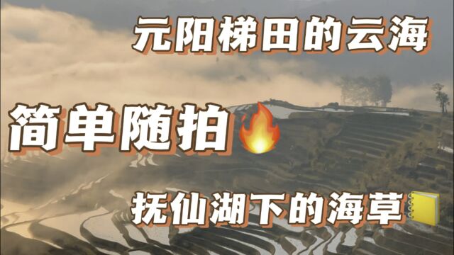 老王镜头下的,元阳梯田云海和抚仙湖水下海草随波飘摇!