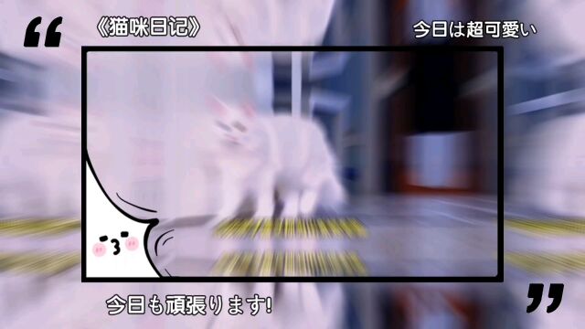 山东狮子猫