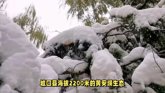 南方的雨,南方的雪:重庆迎来今秋第一场雪,快来看雪吧!