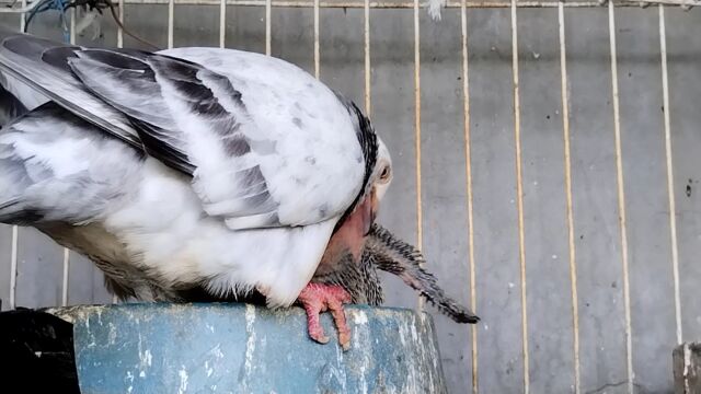 农村,鸽子喂养小宝贝,充满爱的温暖