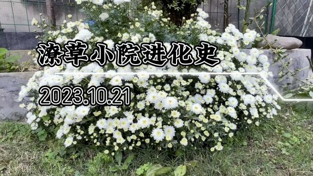 潦草小院进化史23.10.21