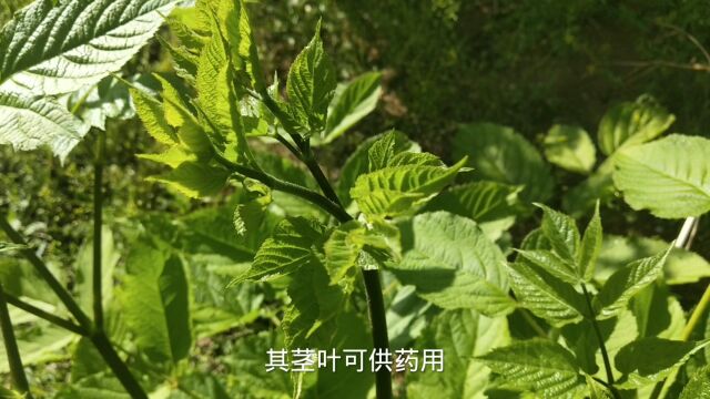 自然纪录片:野生植物,接骨草