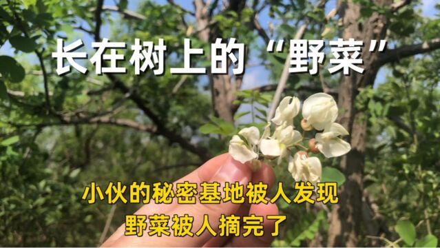 小伙有一个摘野菜的秘密基地,每年都能大丰收,今年却傻眼了