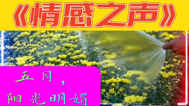 《情感之声》五月,阳光明媚