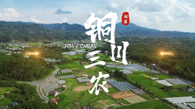 《铜川三农》第19期华敏玉梨喜获杨凌农高会“后稷奖” 印台区冯家塬:苹果丰收采摘忙