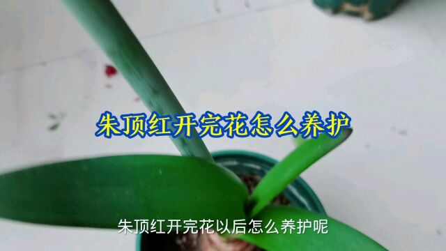 朱顶红开完花怎么养护