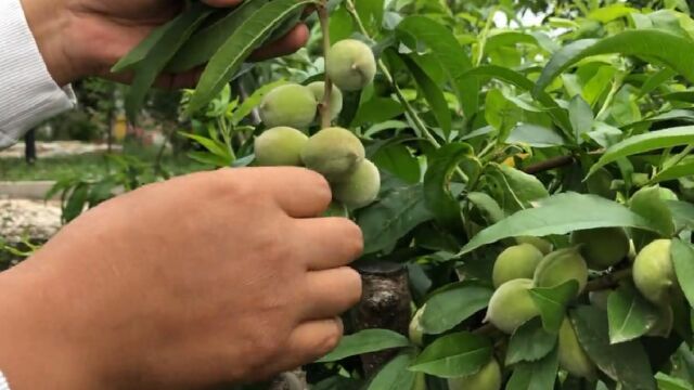 桃子这样蔬果都是大果精品果,年年都会卖钱多,来欣赏了解下