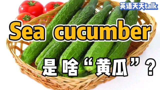 老外常说的Sea cucumber,到底是一种什么“黄瓜”?