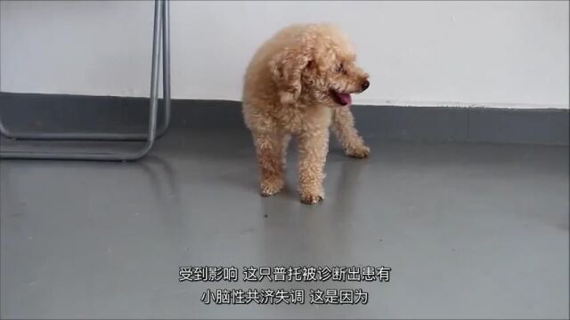 老年贵宾犬的小脑性共济失调视频