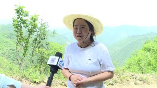 【向人民报告】科技助力略阳野草莓变“金果子”