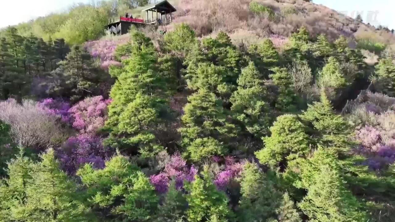 河北青龙:祖山高山杜鹃次第绽放