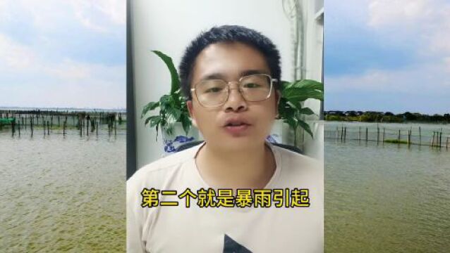 最近多发,塘口浑黄怎么处理?