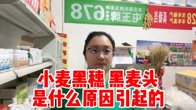 小麦黑穗 黑麦头 是什么原因引起的