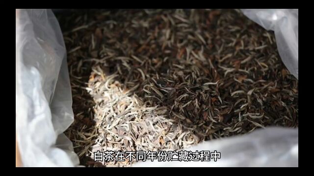 茶来藏团队对于不同年份、花色品种白茶的审评结果研究