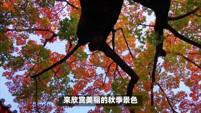 红叶美景在哪里?各个城市都有自己的地标公园吧