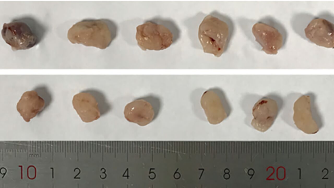 4篇论文现同一划痕钢尺遭撤稿,涉吉林大学、兰州大学、青岛大学