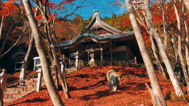 美丽中国带你领略祖国风景