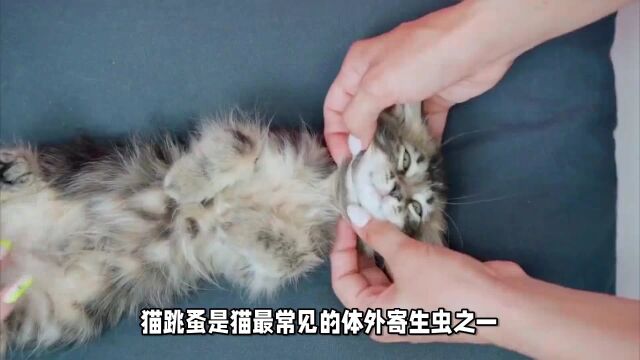 猫咪身上有跳蚤怎么办???