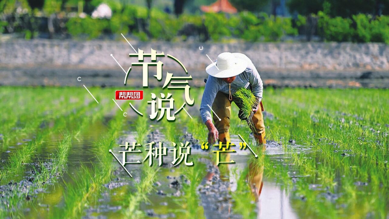 节气说|宋朝的芒种竟然是这样的 红楼梦里也有关于芒种的描写